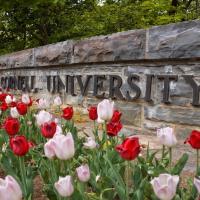 Tulips in front on Cornell University sign